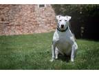 Adopt Moo a Bull Terrier / Mixed dog in Boston, KY (20301479)