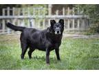Adopt Stormy a Labrador Retriever / Shepherd (Unknown Type) / Mixed dog in