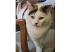 Adopt Sara a Calico or Dilute Calico Domestic Shorthair / Mixed (short coat) cat