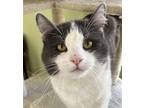 Adopt Beo a Gray or Blue (Mostly) Domestic Shorthair / Mixed (short coat) cat in