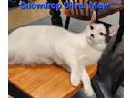 Adopt Snowdrop Silver Mew a Black & White or Tuxedo Domestic Shorthair / Mixed