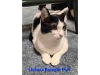 Adopt Lickers Rumble Purr a Black & White or Tuxedo Domestic Shorthair / Mixed