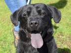 Adopt Kincaid a Black Flat-Coated Retriever / Chow Chow / Mixed dog in Anniston