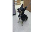 Adopt Faith a Black - with Tan, Yellow or Fawn Cattle Dog / Shepherd (Unknown