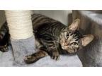 Adopt Molly a Brown Tabby Domestic Shorthair / Mixed cat in Rochester