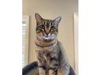 Adopt Sunbeam ($21) a Domestic Shorthair / Mixed (short coat) cat in Bryan