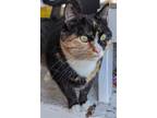 Adopt ROSE a Domestic Mediumhair / Mixed cat in richmond, VA (35224024)