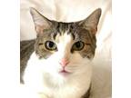 Adopt EMMALINE a Gray, Blue or Silver Tabby Domestic Mediumhair / Mixed cat in