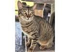 Adopt PEPPA a Gray, Blue or Silver Tabby Domestic Mediumhair / Mixed cat in