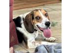 Adopt JACKSON YOUR BUDDY a Tricolor (Tan/Brown & Black & White) Beagle / Mixed