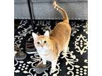 Adopt GAMBINO a Orange or Red Domestic Mediumhair / Mixed cat in Andover