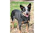 Adopt BLUE MERLIN a Tricolor (Tan/Brown & Black & White) Australian Cattle Dog /