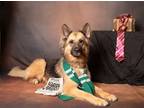 Adopt Layla a German Shepherd Dog / Mixed dog in Little Elm, TX (37500335)