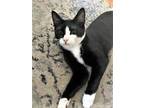 Adopt CACTUS JACK a Black & White or Tuxedo Domestic Shorthair / Mixed cat in