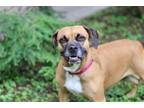 Adopt QUEEN ABBY a Tan/Yellow/Fawn Boxer / Mixed dog in Charlotte, NC (37504927)