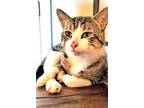 Adopt KITTEN KEANU FOSTER OR FOREVER HOME NEEDED a Brown Tabby Domestic