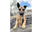 Adopt EASY RIDER a Tan/Yellow/Fawn - with Black German Shepherd Dog / Mixed dog