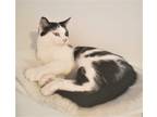 Adopt KITTY LIBERTY a Black & White or Tuxedo Domestic Mediumhair / Mixed