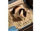 Adopt Kimchi and Willow GUINEA PIGS a Multi Guinea Pig (short coat) small animal