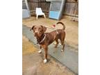 Adopt Devo a Brown/Chocolate Labrador Retriever / Mixed dog in New Orleans