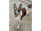 Adopt Patches a Black - with White Australian Cattle Dog / Shepherd (Unknown