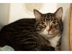 Adopt Gizmo (Bonded with Onyx) a Brown or Chocolate Domestic Shorthair /