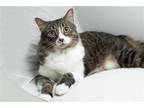 Adopt DARLING DELLA a Domestic Mediumhair / Mixed cat in Franklin, TN (35179052)