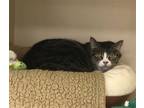 Adopt Lexie a Gray, Blue or Silver Tabby Domestic Shorthair / Mixed (short coat)