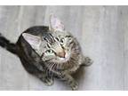 Adopt Elroy (FIV+) a Brown Tabby Domestic Shorthair / Mixed (short coat) cat in