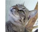 Adopt Little Guy a Brown Tabby Domestic Shorthair / Mixed (short coat) cat in