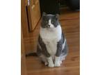 Adopt Shawshank a Domestic Shorthair / Mixed cat in Camden, SC (37768639)