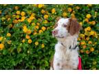Adopt CA/Damian (LA) a Red/Golden/Orange/Chestnut - with White Brittany / Mixed