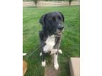 Adopt Dutchess a Black - with White Great Pyrenees / Mastiff / Mixed dog in