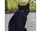 Adopt Annabelle a All Black Domestic Shorthair / Mixed (short coat) cat in