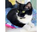 Adopt Bunny* a Black & White or Tuxedo Domestic Shorthair / Mixed (short coat)