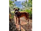 Adopt Mila * a Brindle - with White Catahoula Leopard Dog / Mixed dog in
