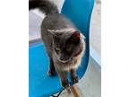 Adopt Ramsey a Gray or Blue Domestic Mediumhair / Mixed (medium coat) cat in