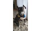 Adopt Loca a Gray/Blue/Silver/Salt & Pepper American Pit Bull Terrier / Mixed