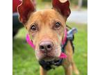 Adopt Ginger Snap a Vizsla / Mixed Breed (Medium) dog in Whitestone