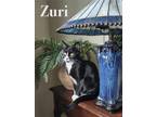 Adopt Zuri (FCID# 01/23/2023 - 11) C a Black & White or Tuxedo Domestic