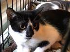 Adopt Trixie a Black & White or Tuxedo Domestic Shorthair / Mixed cat in West