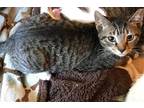 Adopt Jackson a Gray, Blue or Silver Tabby Domestic Shorthair / Mixed cat in