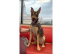 Adopt Mikey a Doberman Pinscher / Mixed dog in Salt Lake City, UT (37722676)