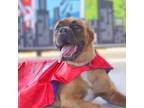 Adopt Buster JuM* a Chow Chow / Mixed Breed (Large) / Mixed dog in Richfield