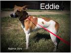 Adopt Eddie a Jack Russell Terrier / Mixed dog in Columbia, TN (27254189)