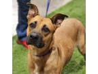 Adopt Bruno Biscuit JuM a Tan/Yellow/Fawn Black Mouth Cur / Boxer / Mixed dog in