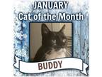 Adopt Buddy a Black & White or Tuxedo Domestic Shorthair / Mixed (short coat)