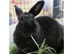 Adopt Anastasia a New Zealand / Mixed rabbit in San Diego, CA (37772416)