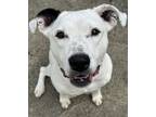 Adopt Lucy Ross a White - with Brown or Chocolate Boxer / Pit Bull Terrier /