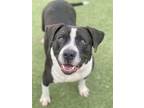 Adopt Daisy *Courtesy Post-TC * a Pit Bull Terrier / Mixed dog in Newport Beach
